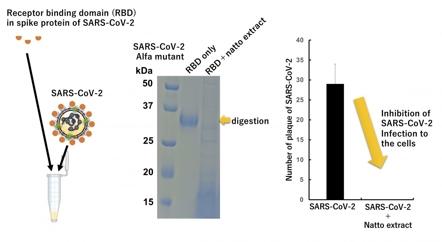 Natto extract digests binding site of SARS-CoV-2