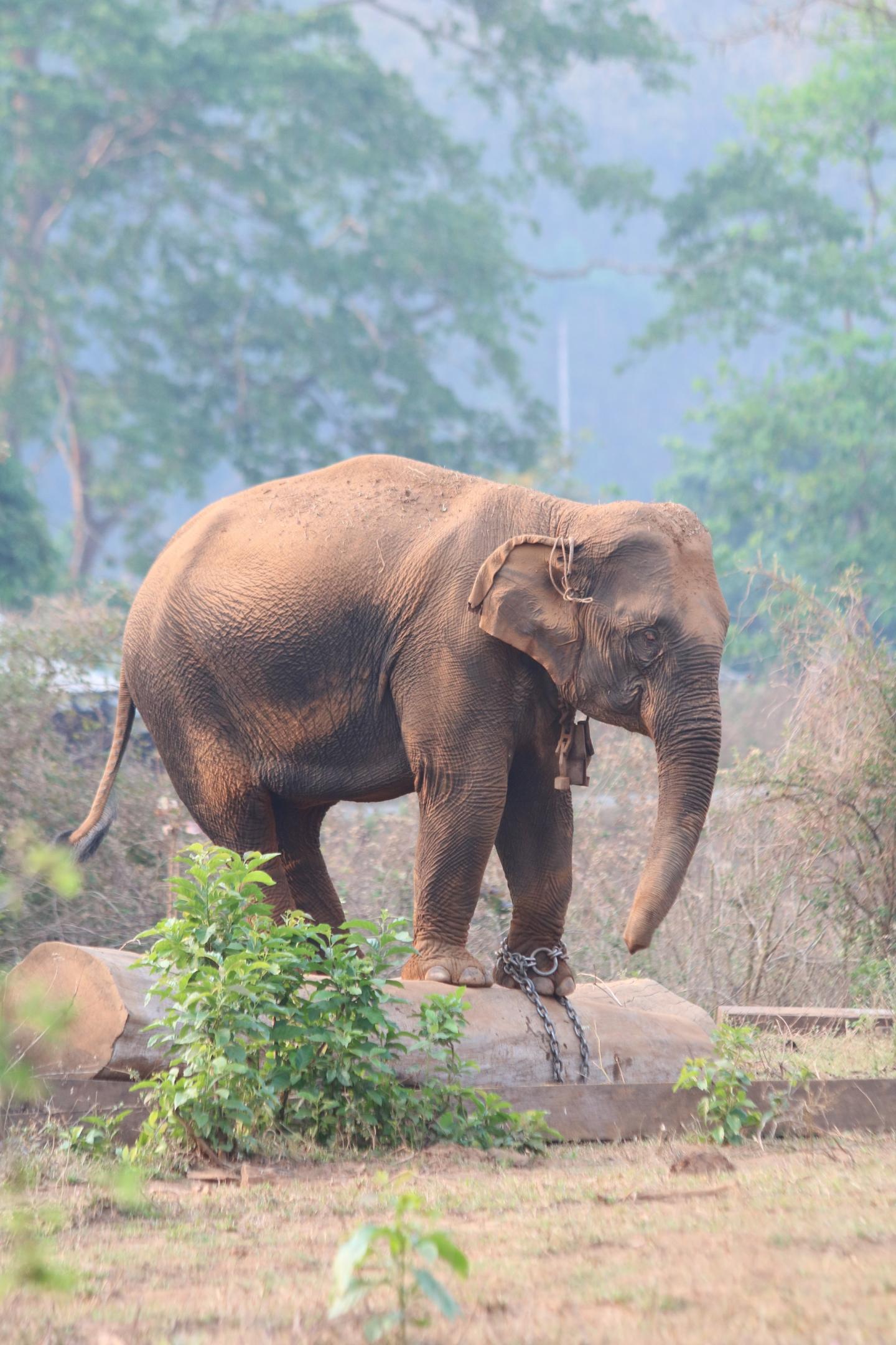 Most Captured Elephants Are Relatively Young