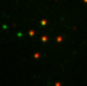 Video of smFRET Measurements