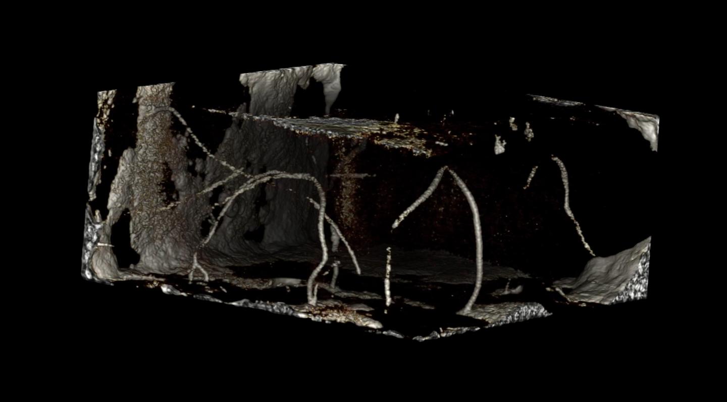 Image from Micro CT Scan