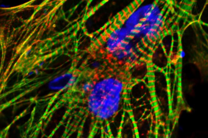 Human induced pluripotent stem cell-derived heart cells