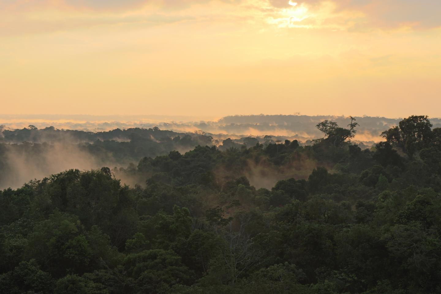 Hidden Losses Deep in the Amazon Rainforest