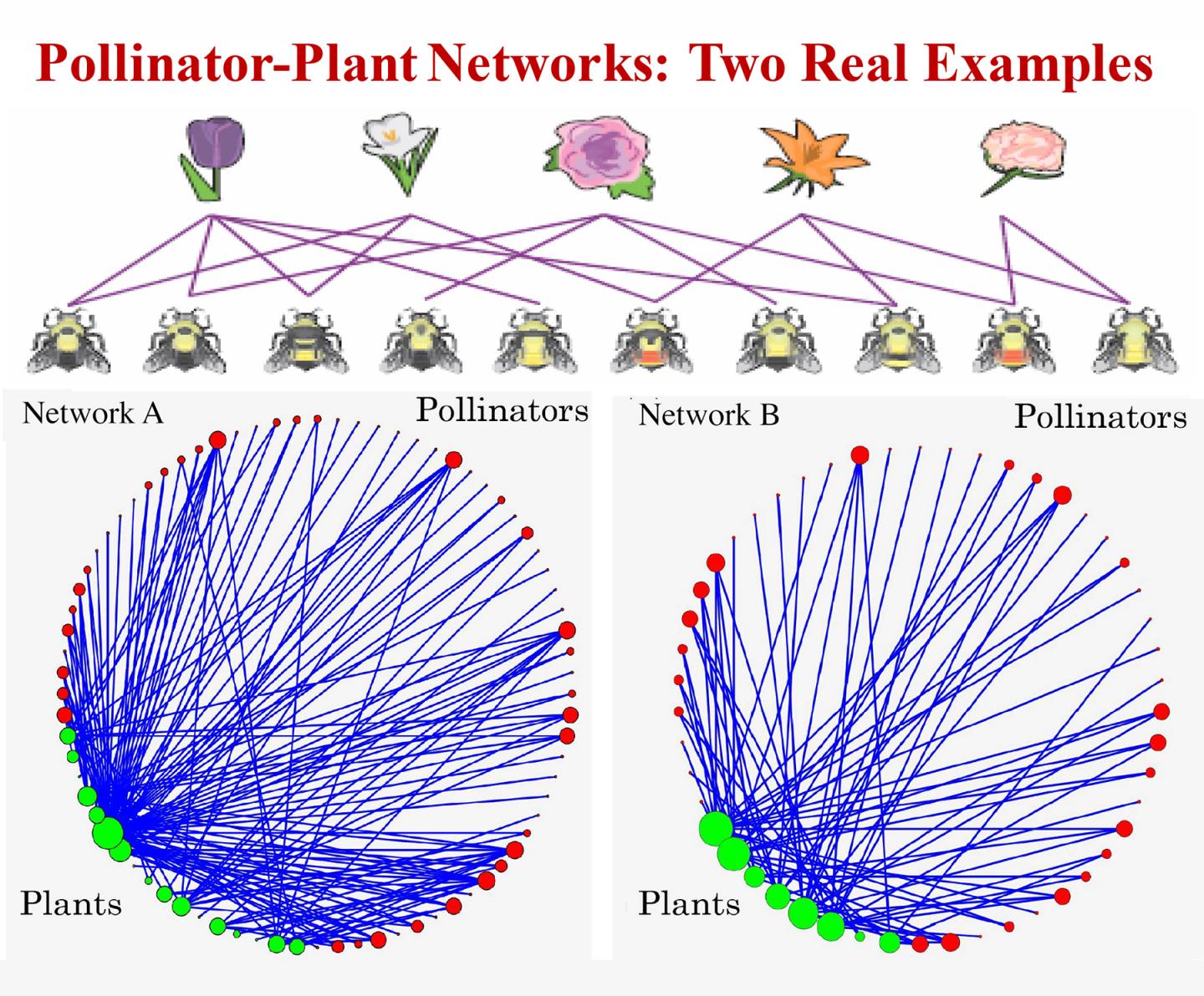 Pollinator-Plant Netwroks: Two Real Examples