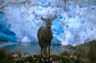 Huemul Deer in Bernardo O'Higgins National Park, Patagonia