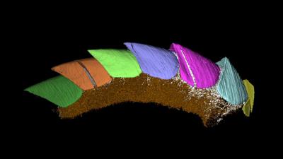 Virtual Reconstruction of <i>Kulindroplax</i> 'Missing Link' Mollusc (1 of 2)