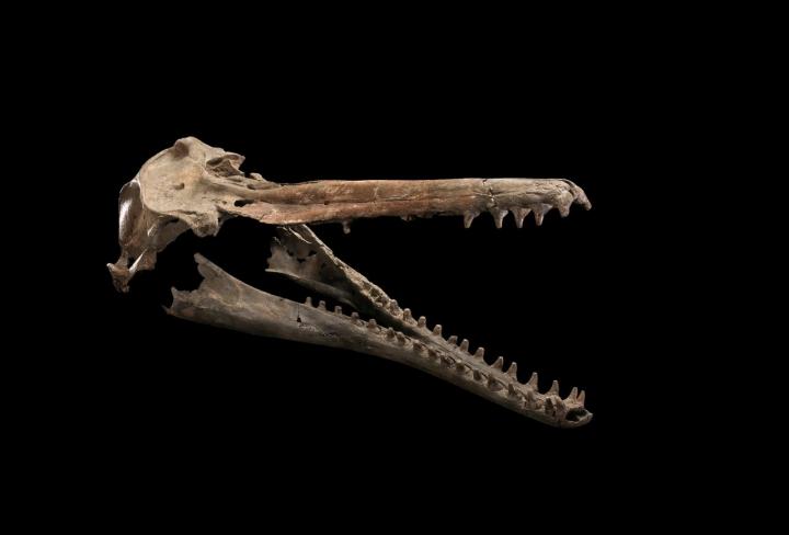 Skull and Jaws of <em>Isthminia panamensis</em>
