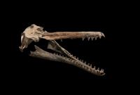 Skull and Jaws of <em>Isthminia panamensis</em>