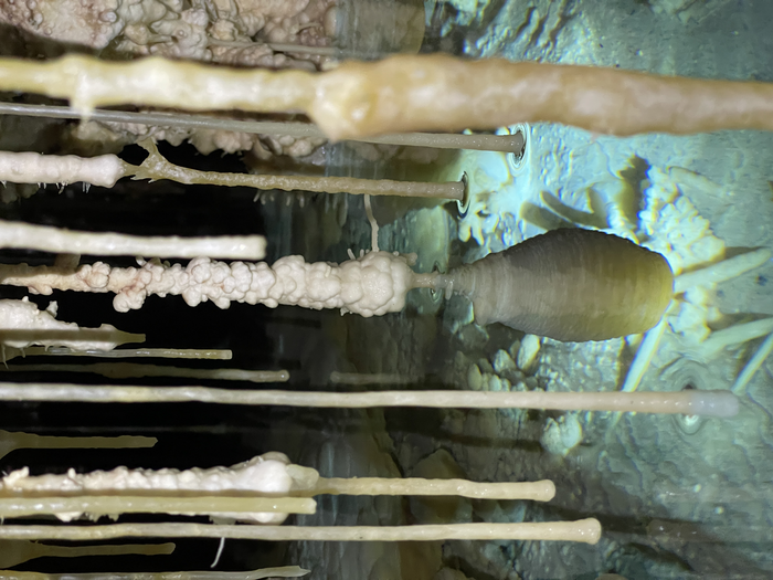 phreatic-overgrowth-on-speleothems-from-vallgornera-cave.jpeg
