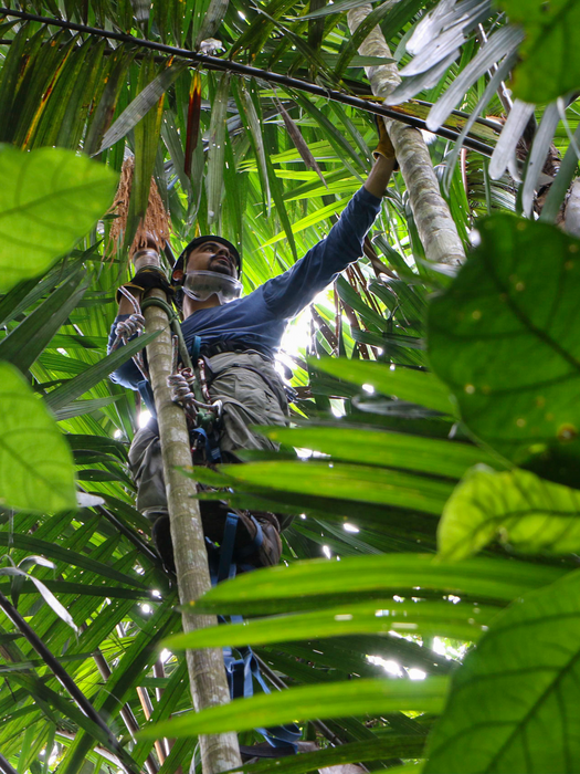 Bruno de Medeiros climbing palm tree