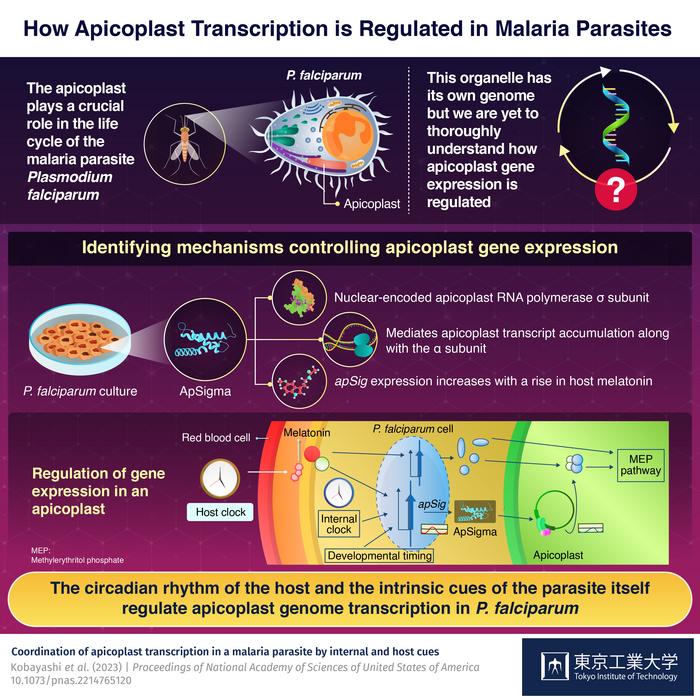 How apicoplast transcription is regulated in malaria parasite
