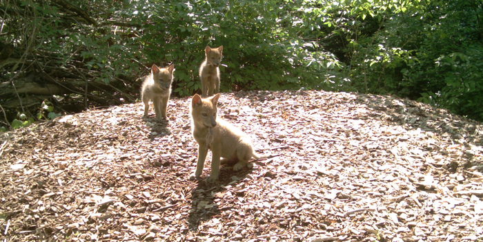 New York City coyotes do not need to rely on human food