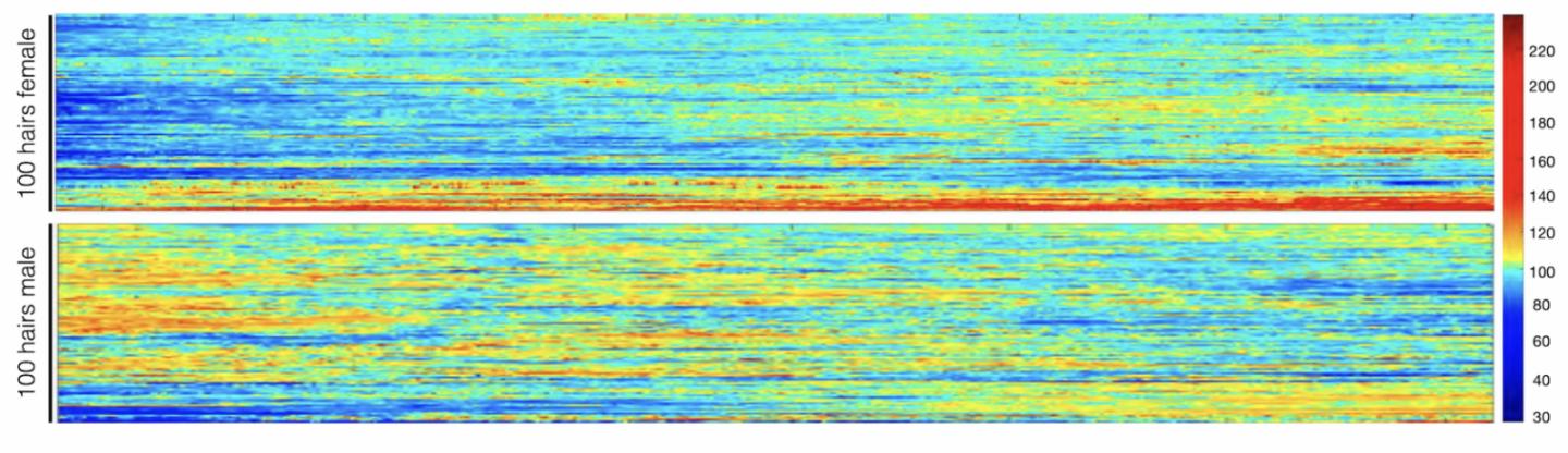 Hair pigmentation patterns