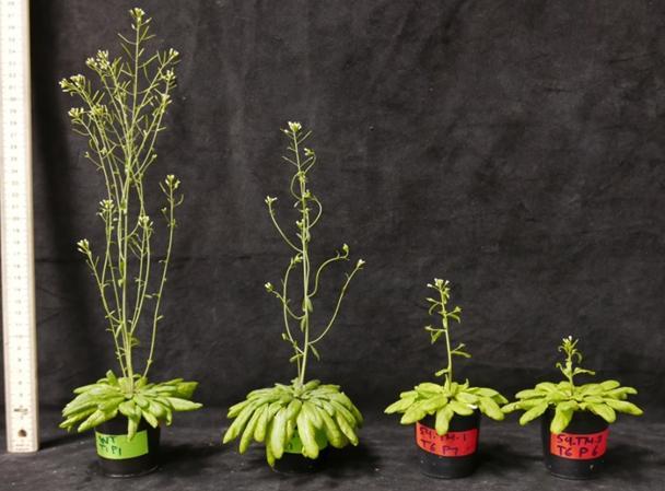 CP12 Plants