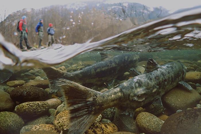 Salmon watershed