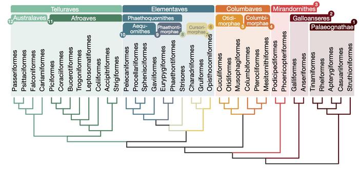 Relationships for 363 bird species based on 63,430 intergenic loci.