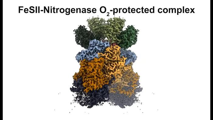 Oxygen-protected FeSII-nitrogenase complex cryoEM structure