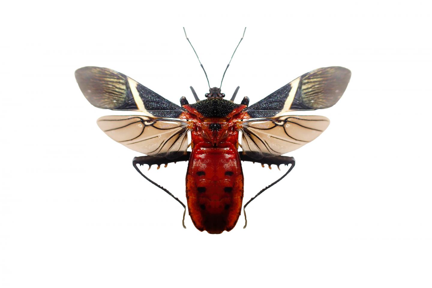 Leaf-Footed Bug, <em>Leptoscelis Tricolor</em>