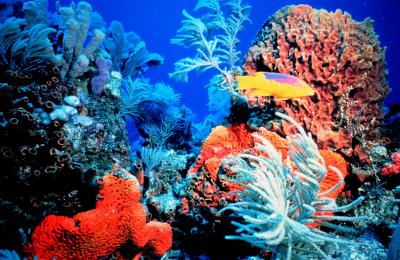 Coral Reefs in Danger