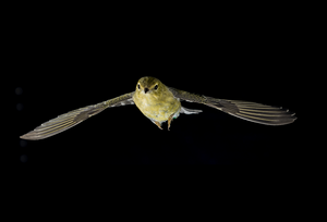 The blackpoll warbler can fly for thousands of miles without taking a break.