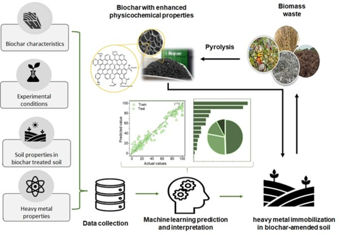 A machine learning-based approach to optimizing heavy metal pollution remediation in biochar-treated soils.