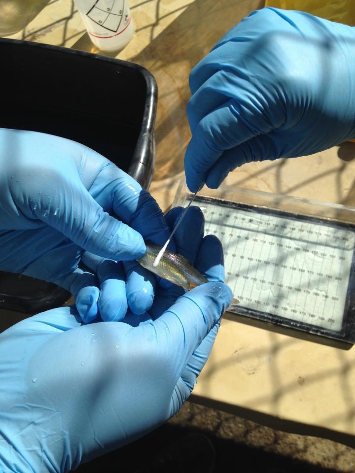 Delta Smelt Being Swabbed