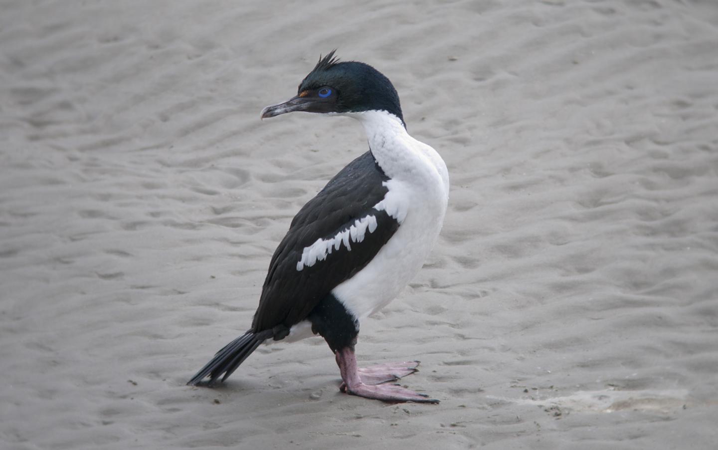 Pied Stewart Island Shag (<i>Leucocarbo chalconotus</i>)