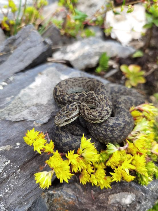 Glacier pit viper