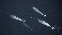 Narwhals in Arctic Waters