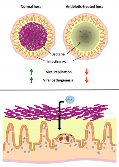 How Harmless Bacteria Gives Some Viruses a Boost (1 of 5)