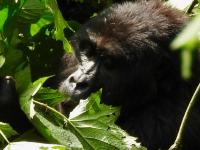 Mountain Gorilla in its Natural Habitat