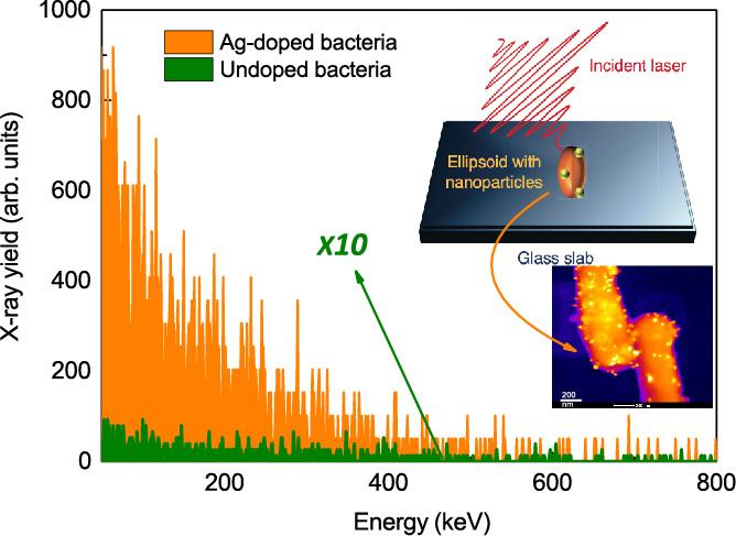 Nano Spiked Bacteria Emits Hard X-Rays