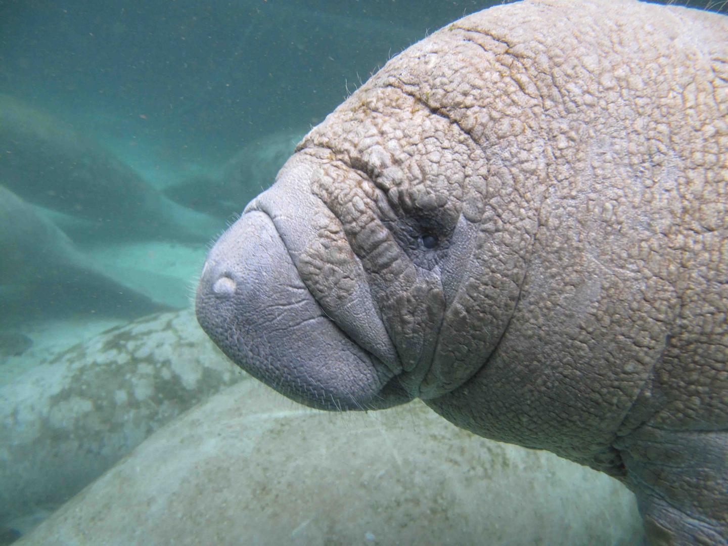 Manatee Calf is Ready for its Close-up