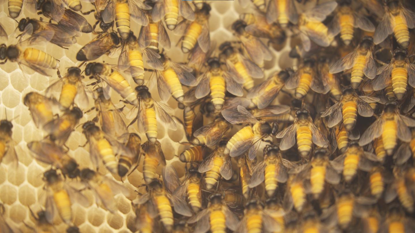 Giant Asian Honey Bee (Apis dorsata) Colonies in Bengaluru, India