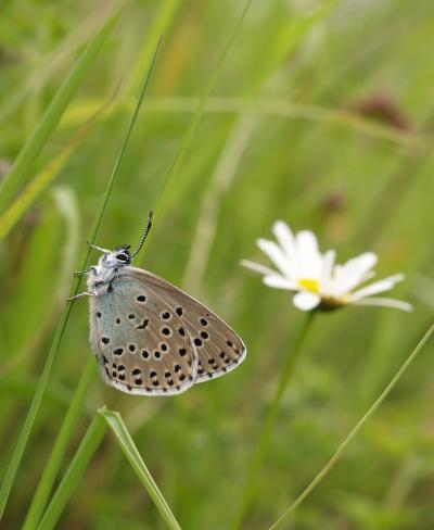 Maculinea arion (1 of 2)