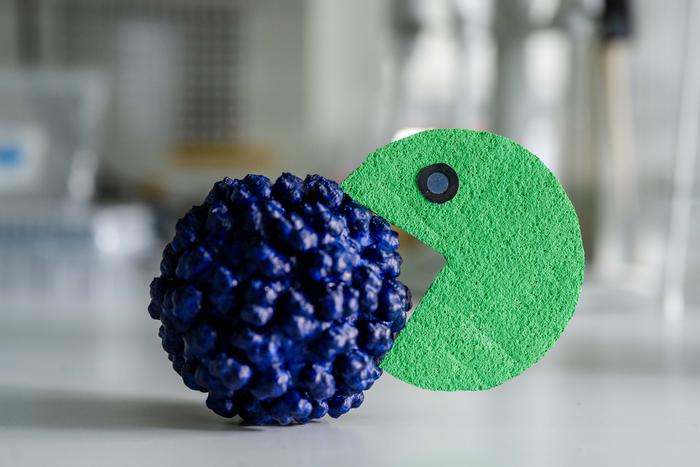 3D model of the virus