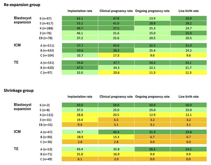 Assisted reproductive technology outcomes of blastocyst re-expansion and shrinkage for each morphological scoring system