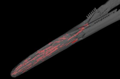 Skimmer Porpoise Jaws Canal