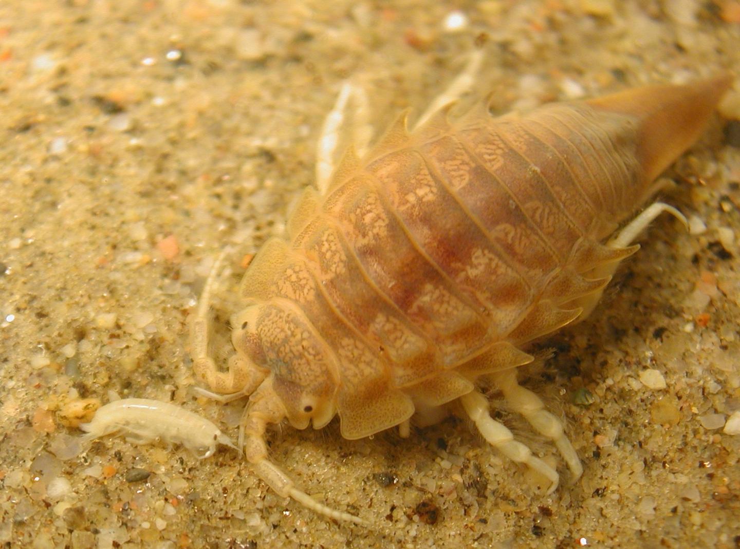 Bottom-Living Animals