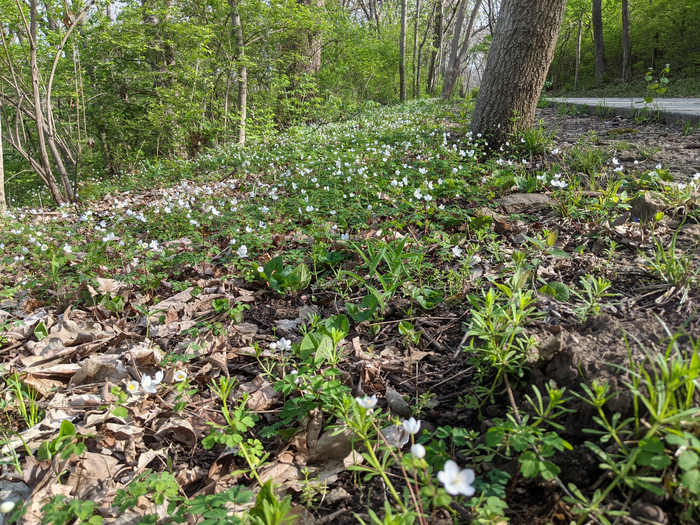 Rue Anemone (Thalictrum thalictroides)