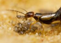 A Female European Earwig Both Cleans and Transports Her Offspring