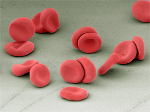 Human Red Blood Cells