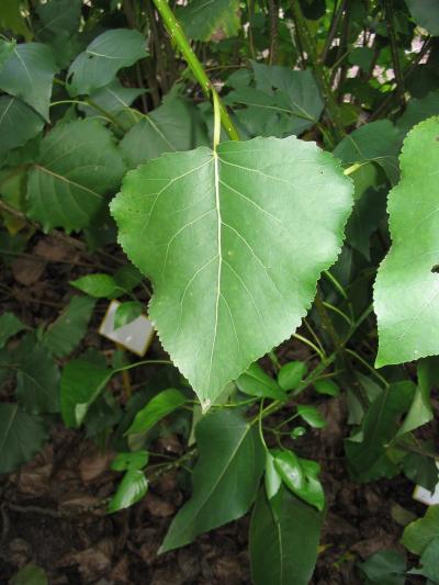 Poplar Leaves