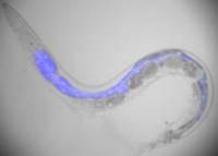 Brightfield Image of Dying <i>C.elegans</i> Worm as It Emits Characteristic Wave