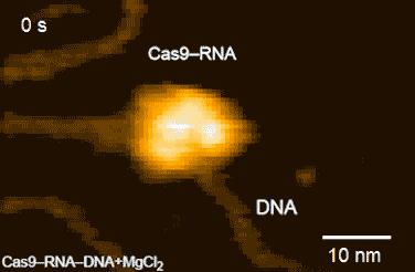 Figure 2: HS-AFM Movies of DNA Cleavage by Cas9-RNA