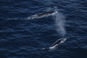 Fin whales