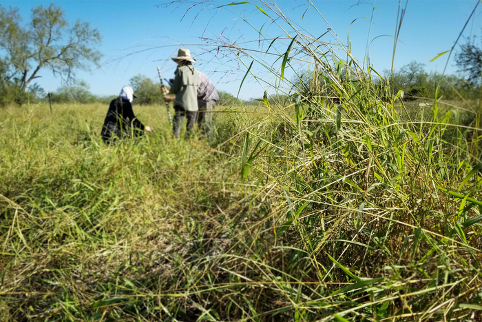Guinea grass field work