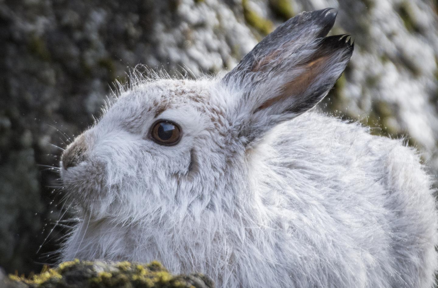 A Faroese Mountain Hare, <em>Lepus Timidus</em>