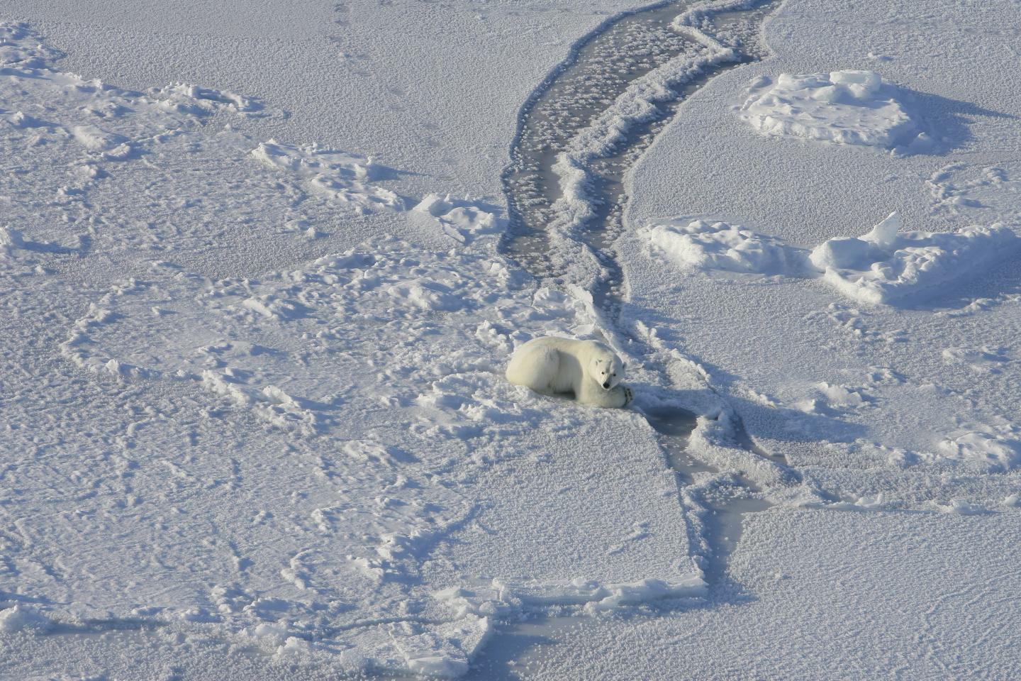 Polar Bear Waiting