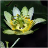 <i>Passiflora kwangtungensis</i> (2 of 3)