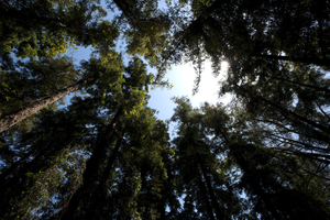 Coast Redwood canopy